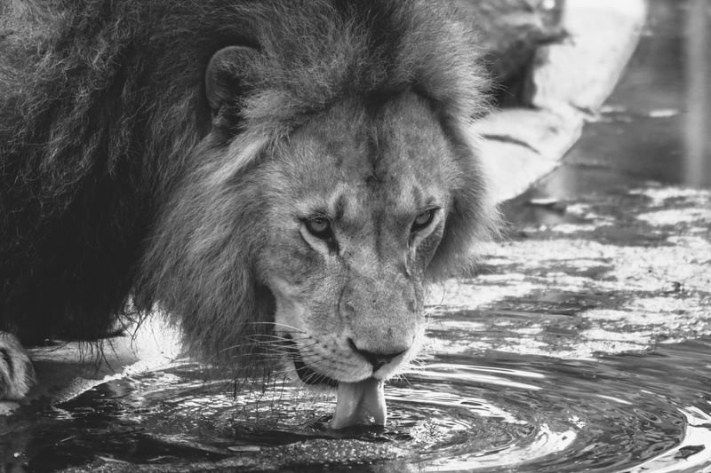 grayscale, carnivore, 1080P, fur, day, feline, wildlife, thirsty, vertebrate, hunter, close-up, zoo, animals in the wild, blur, lion - feline, danger