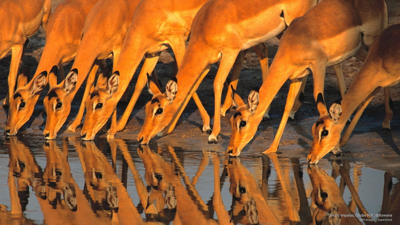 chobe, impalas, thirsty, 2K, n, botswana, p, Animals