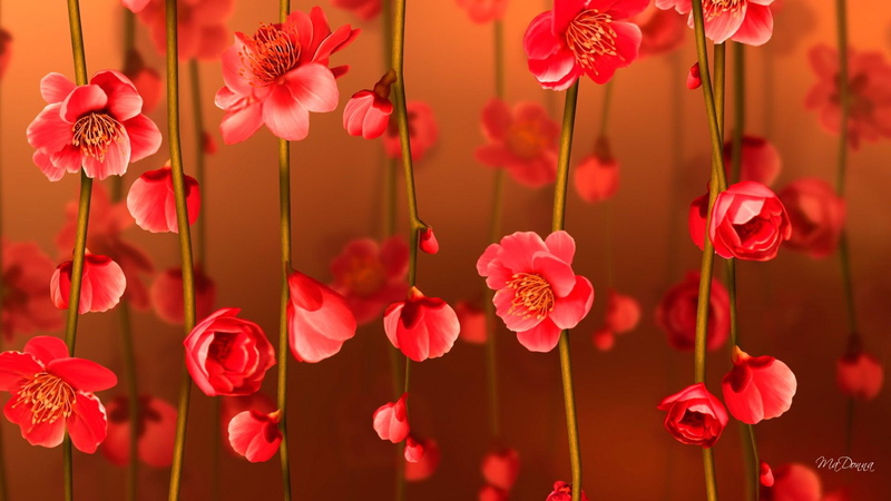 summer, floral, design, spring, flowers, blooms, colorful, nature and landscapes, bright, vines, orange, blossoms, 1080P