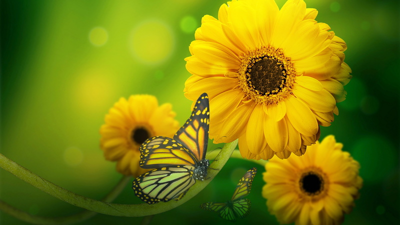 hd, mobile, 4K, yellow, butterfly, flowers