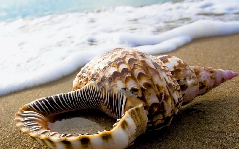 720P, shell, nature, hd, beach