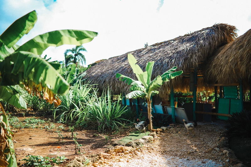 tree, 5K, island life, palm tree, roof, tropics, sky, beach, tiki, plant, growth, beauty in nature, tiki hut, no people, built structure, sunlight, outdoors