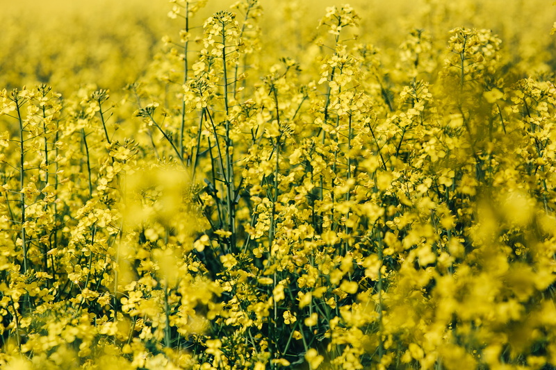 meadow, flowering plant, blossom, rapeseed, springtime, summer, selective focus, landscape, agriculture, plant, 4K, crop, farm, beauty in nature, day
