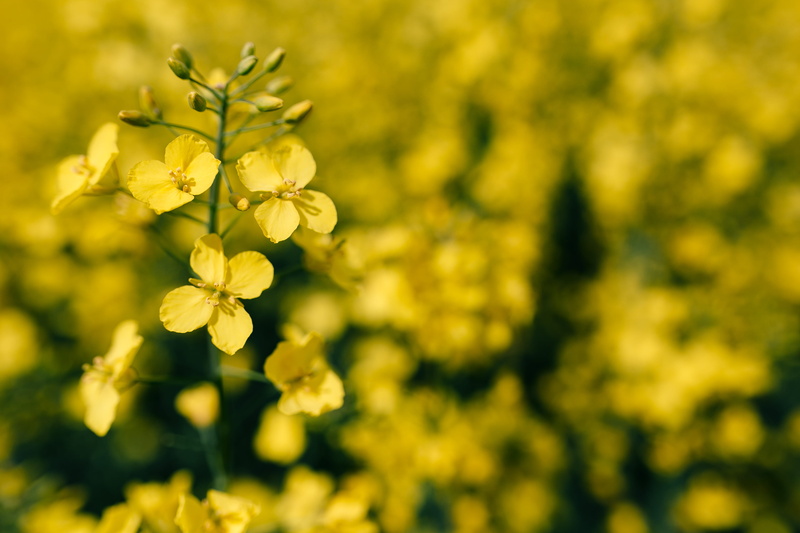 yeallow, land, 4K, springtime, petal, blossom, oilseed, beauty In Nature, rapeseed, green Color, outdoors, freshness, growth, day, background, flower