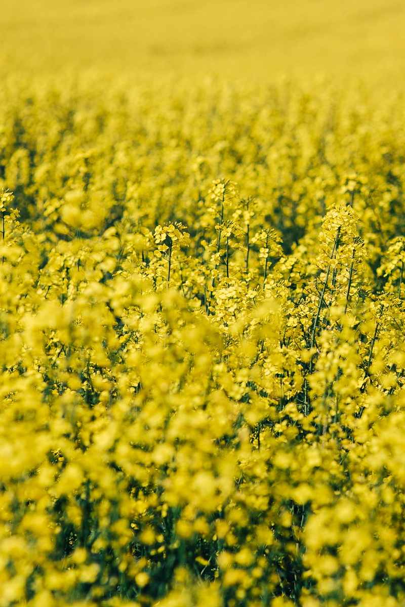 outdoors, abundance, 2K, background, canola, rural Scene, yeallow, day, crop, yellow, freshness, land, no People, scenics - nature, sunny day, field, sky