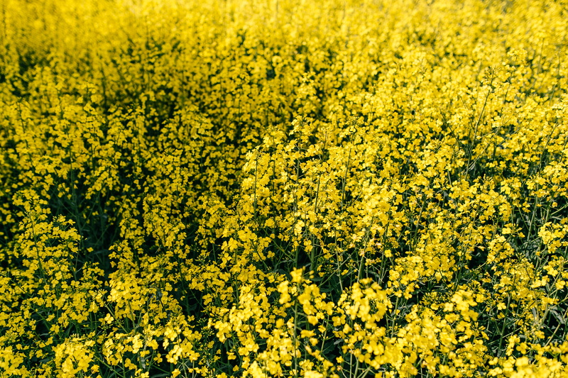 Rape, field, no People, green Color, summer, flower head, backgrounds, farm, vulnerability, crop, plant, nature, tranquility, growth, rapeseed, fragility
