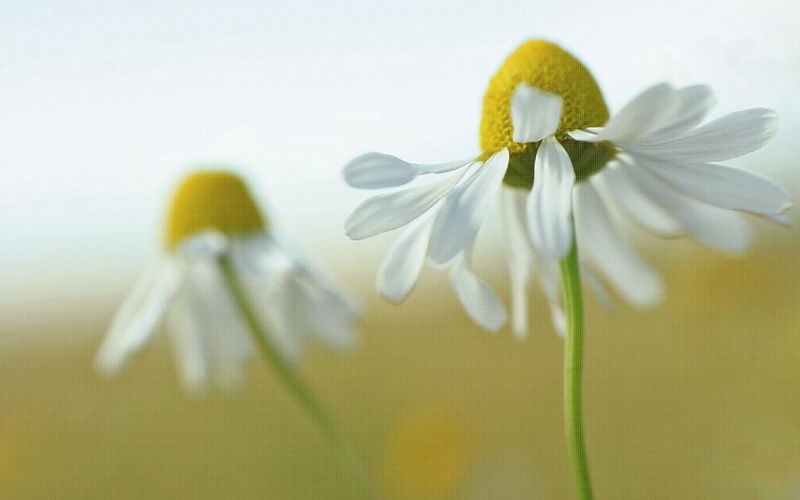 plants, flowers, daisies, white flowers, 720P, matricaria, macro