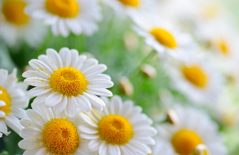close-up, inflorescence, vulnerability, petal, flowers, white color, springtime, daisy, flower head, 5K, yellow, plant, matricaria, freshness, day, outdoors