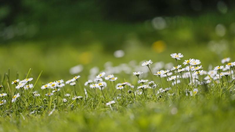 small, vulnerability, outdoors, land, nature, plant, day, fragility, environment, grass, flowers, flowering plant, white flowers, close-up, freshness, selective focus