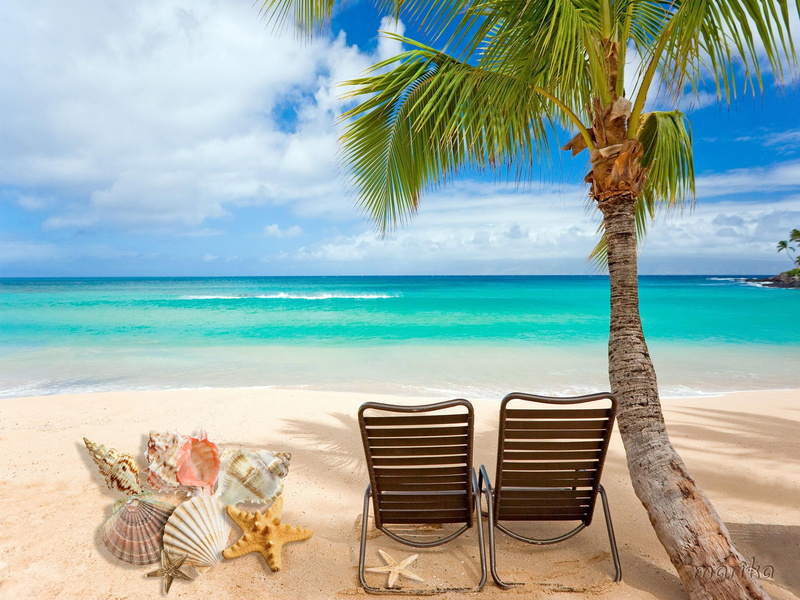 sand, shells, beach, palm, summer, starfish, sunshine, 2K
