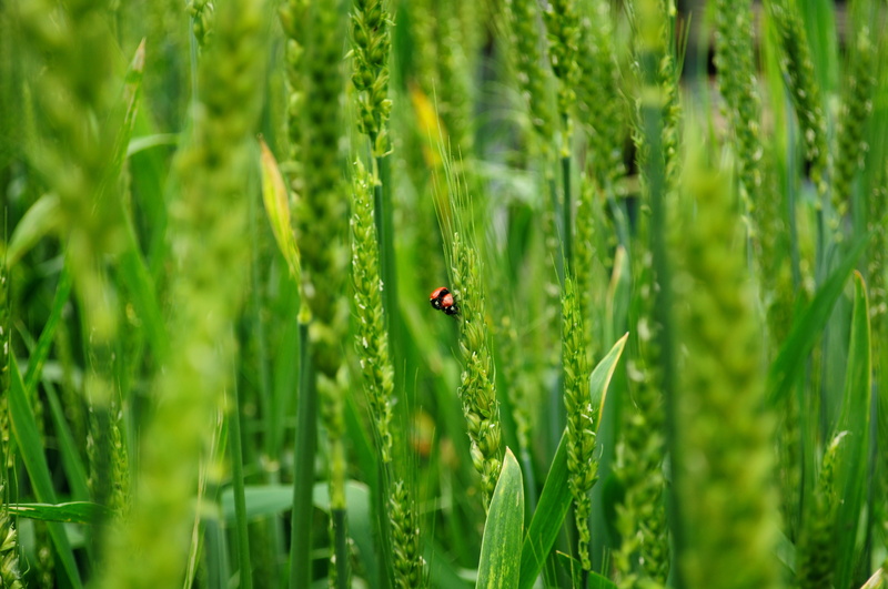wheat, land, 8K, ladybugs, animal, green color, small, beetle, insect, day, animal wildlife, selective focus, rural, growth, one animal, invertebrate