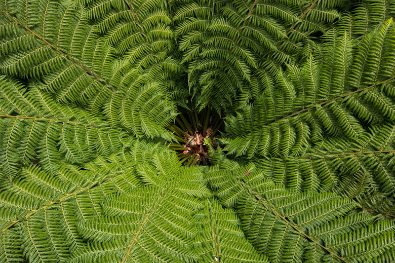 tree, plant part, backgrounds, fern, leaf, beauty in nature, leaves, carved, no people, full frame, fragility, green, nature, growth, spider, pattern, day