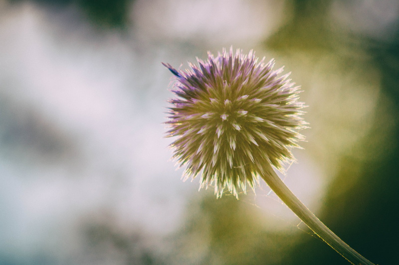bokeh, Sun  green, green, 5K, nature, macro, flower, green and purple, nik, summer, filters, canon  eos  70d, plant, dandelion, thistle, closeup, purple