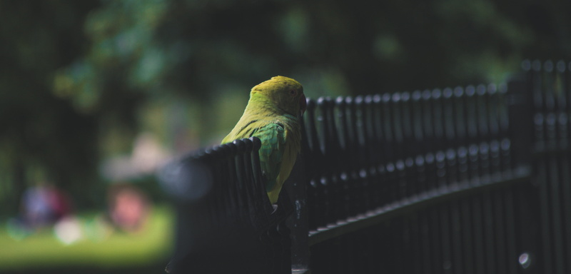 one animal, wild, photography, outdoors, parrot, 70d, animals in the wild, perching, eos, animal wildlife, details, london, united kingdom, rainbow lorikeet
