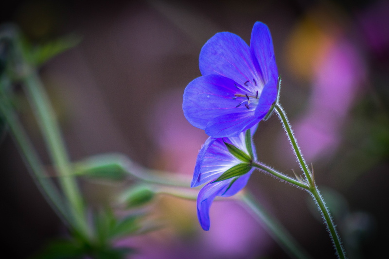 5K, geraniums, purple, blue, little, nature, bokeh, flowers, canon  eos  70d, flower, geranium, close-up, two, flower Head, plant, petals, small, garden  plant