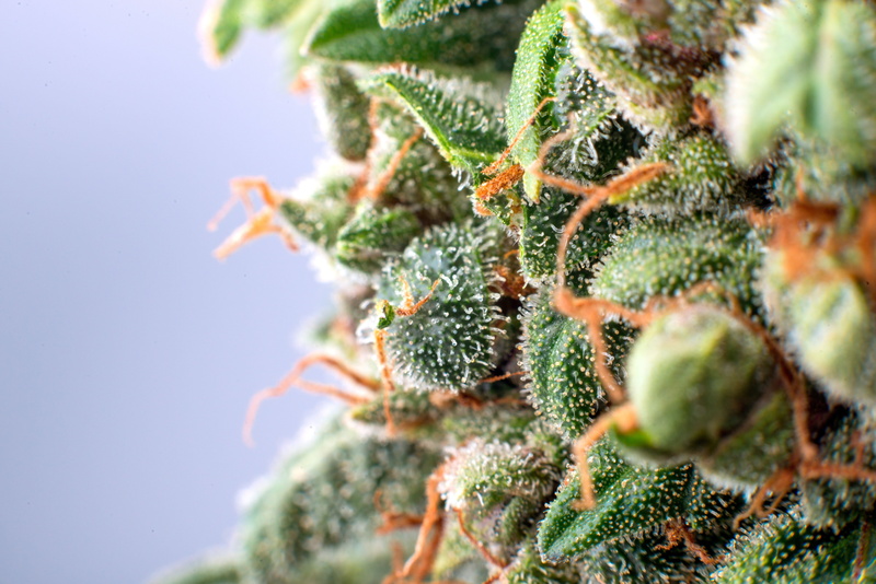 cannabis, 5K, marijuana, weed, 420
