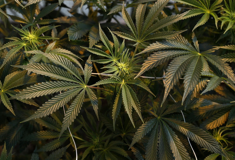 cannabis, marijuana, weed, 420, 1080P