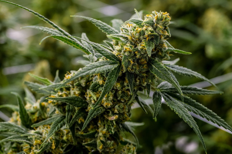 marijuana, 1080P, 420, cannabis, weed