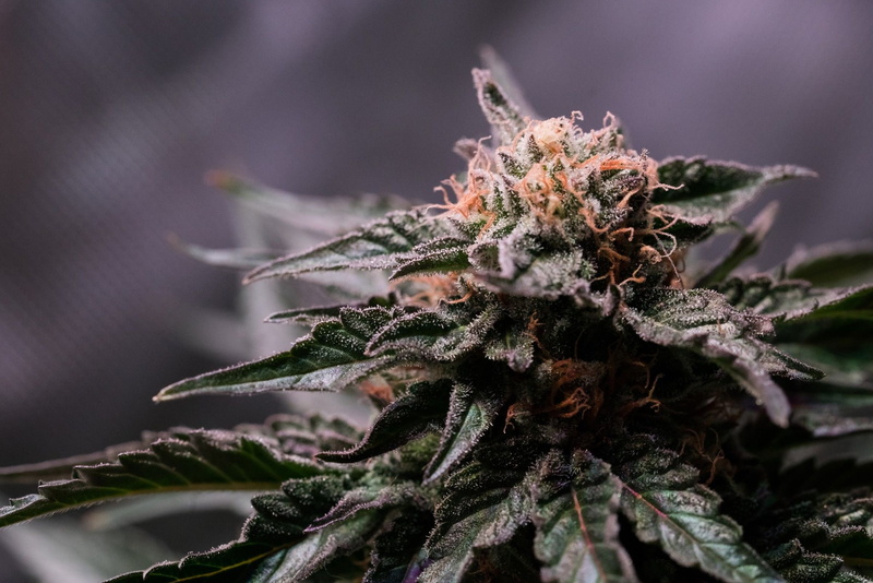 cannabis, 1080P, marijuana, 420, weed