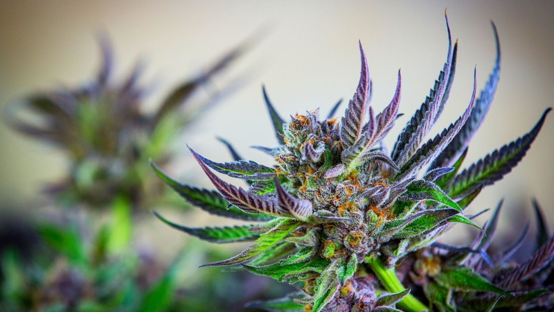 cannabis, 420, 1080P, marijuana, weed