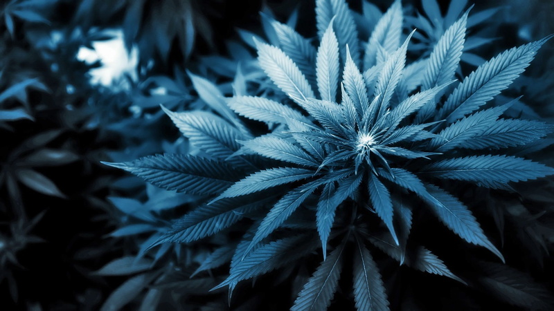 weed, 1080P, marijuana, cannabis, 420