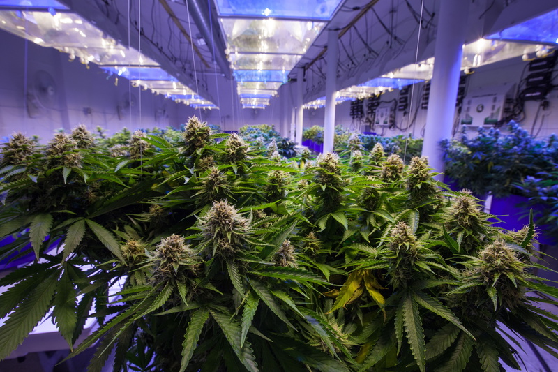 marijuana, 420, weed, 5K, cannabis
