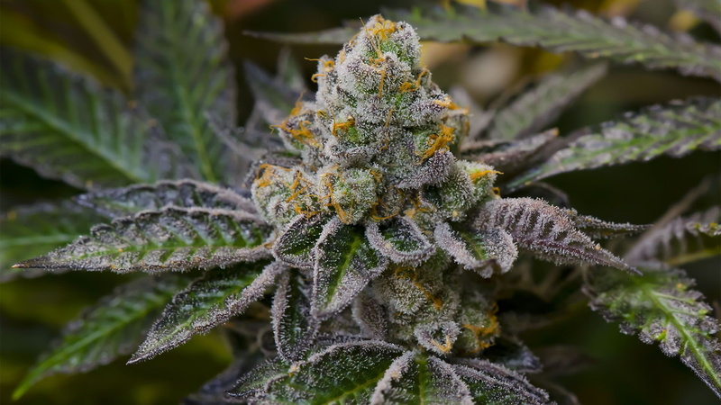 420, 1080P, cannabis, weed, marijuana