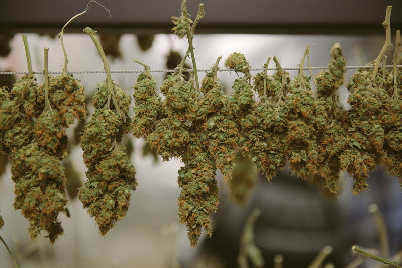 cannabis, marijuana, weed, 420, 1080P