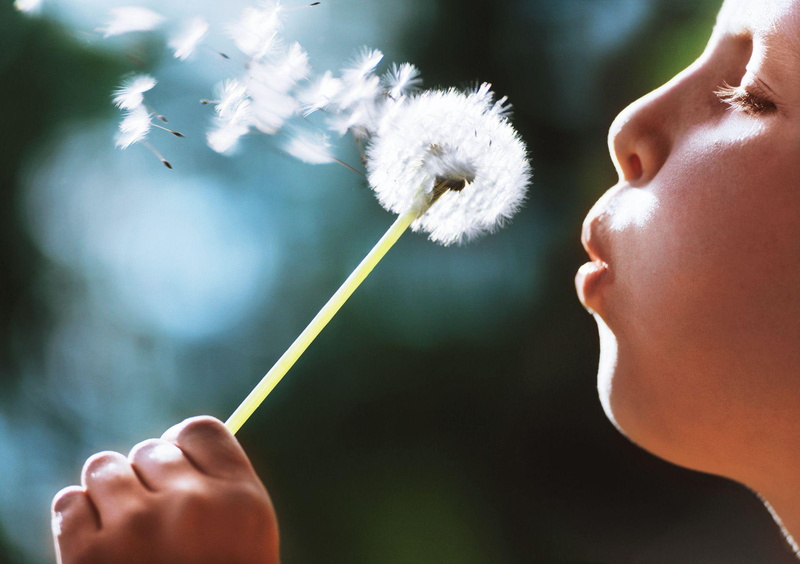 1920x1354, dandelion, child boy, boy, flower, white, 1080P, child, plant, blowing