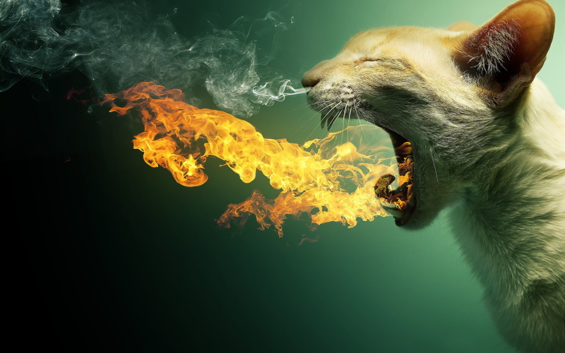 background, tabby, photo, fire, blowing, cat, art, design, 2K, smoke