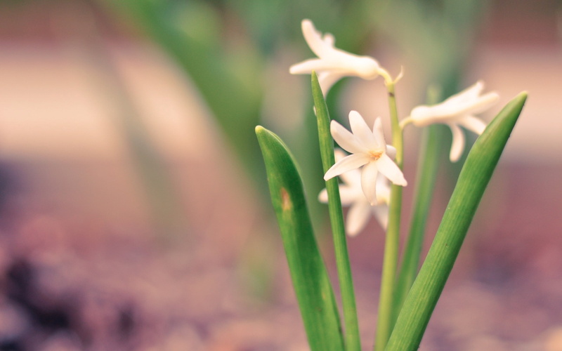 flowering plant, green color, freshness, stems, close-up, flower, petals, leaf, plant part, petal, flower head, no people, day, inflorescence, flowers
