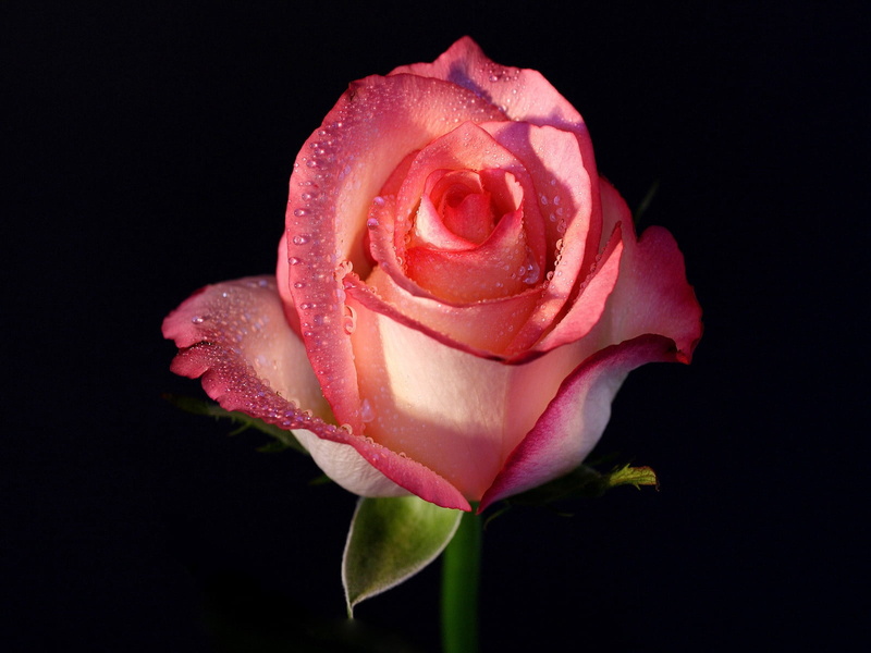flower Head, single Object, summer, stem, botany, flower, no People, isolated On Black, fragility, 720P, inflorescence, red, pink, outdoors, drops, rose