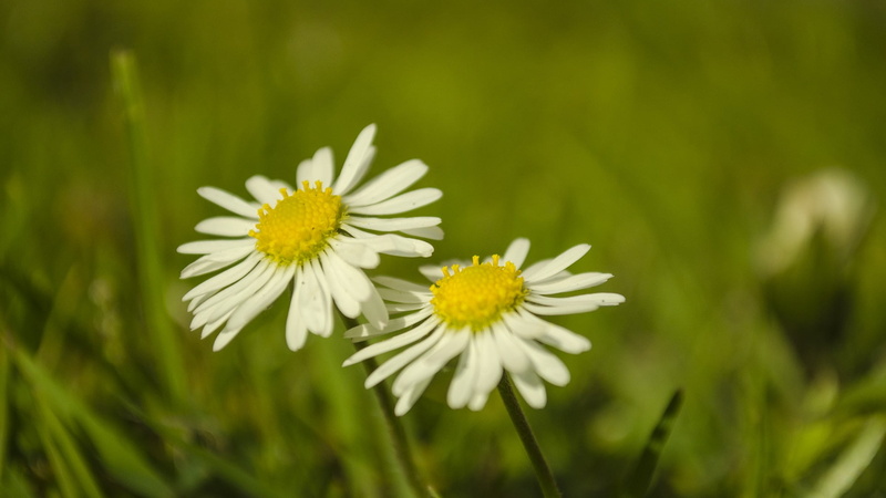 white, daisies, beauty in nature, vulnerability, nature, 1080P, selective focus, macro, flowering plant, growth, two, white flowers, close-up, yellow