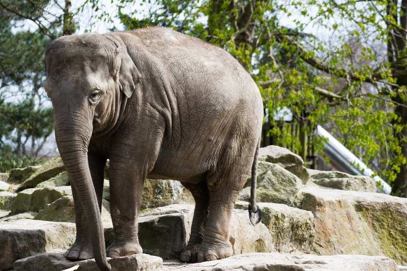 mammal, animal themes, 5K, solid, rock, day, outdoors, herbivorous, animal, zoo emmen, cute, standing, nature, rock - object, vertebrate, elephant, animals in the wild