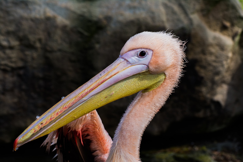 outdoors, no people, pelican, zoo emmen, portrait, zoo, beak, 5K, profile view, one animal, animals in the wild, day, focus on foreground, nature, vertebrate
