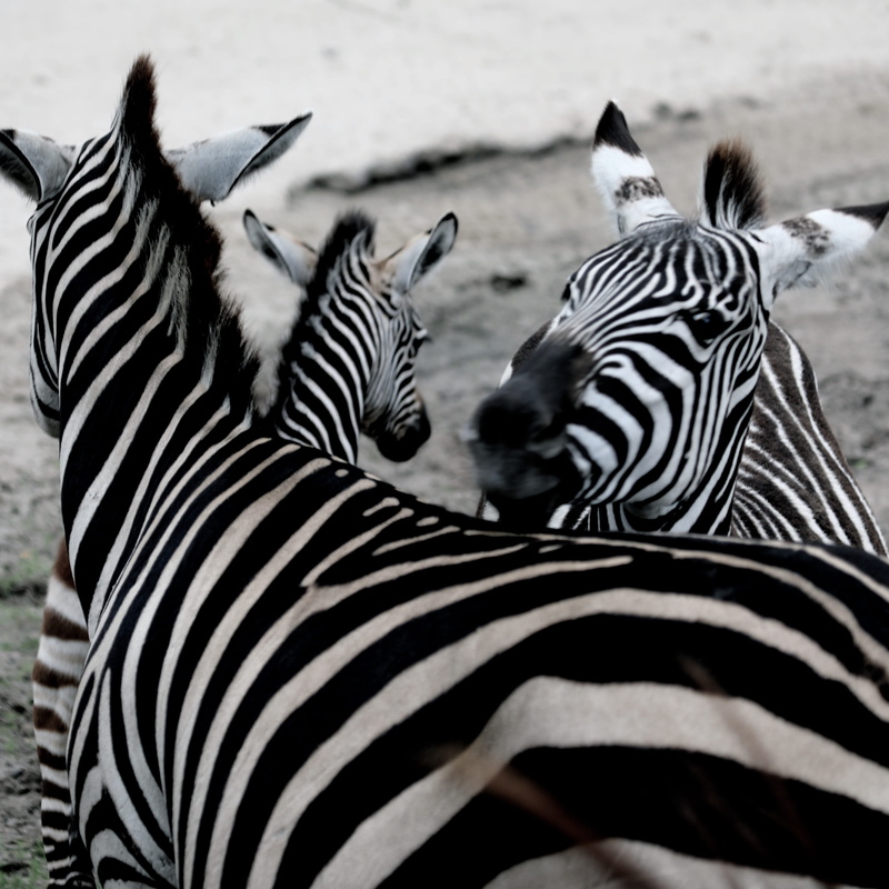 no people, herd, africa, 4K, animals in the wild, safari, animal family, nature, animal markings, two animals, outdoors, animals, emmen, wild, togetherness