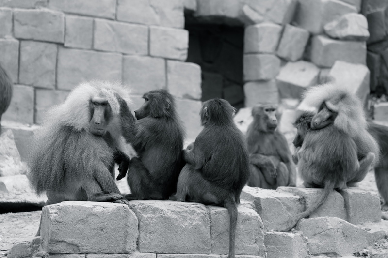solid, group of animals, architecture, wall, vertebrate, sitting, focus on foreground, animals in the wild, emmen, outdoors, rock, mammal, rock - object