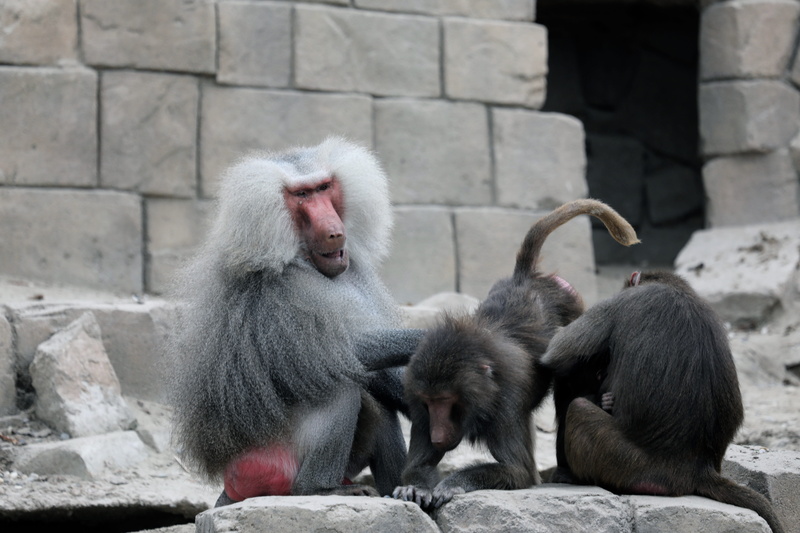 no people, animal wildlife, monkey, stone wall, mammal, outdoors, primate, solid, netherlands, animal, animals in the wild, emmen, vertebrate, care, zoo