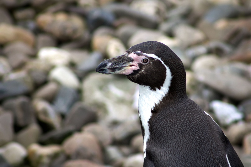 nature, penguin, looking, vertebrate, no people, netherlands, day, pinguin, emmen, looking away, animal themes, rock - object, side view, focus on foreground