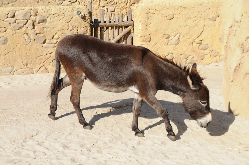 full length, 4K, animals And Pets, no people, mammal, day, Animal, wall - building feature, side view, shadow, animal themes, livestock, horse, domestic