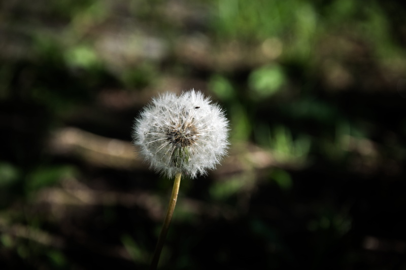 inflorescence, plant, flower head, focus on foreground, no people, germany, sindelfingen, dandelion seed, white, plant stem, dandelion, nature, löwenzahn