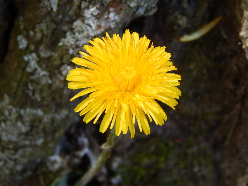 beauty in nature, löwenzahn, focus on foreground, petal, blume, no people, fragility, 4K, natur, outdoors, nature, botany, close-up, freshness, vulnerability