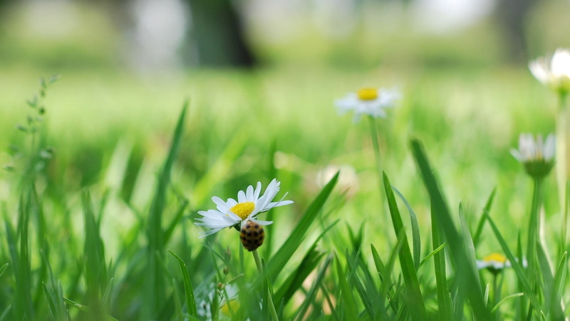 flower head, flower, petal, pollen, selective focus, beauty in nature, springtime, close-up, plants, vulnerability, pollination, daisies, daisy, field