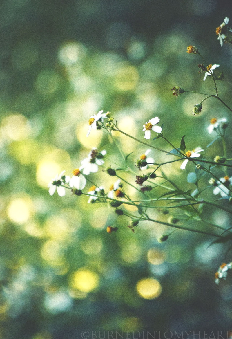 freshness, beauty, selective focus, flower, outdoors, branch, flowers, food and drink, no people, tree, flowering plant, daisies, herb, food, plant part