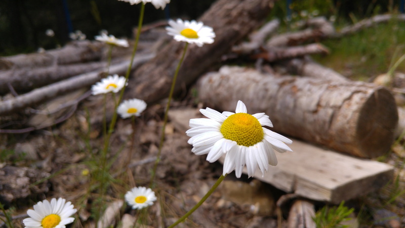 plant, flower head, daisy, day, softness, no people, white color, daisies, growth, wood, pollen, yellow, matricaria, fragility, beauty in nature, outdoors