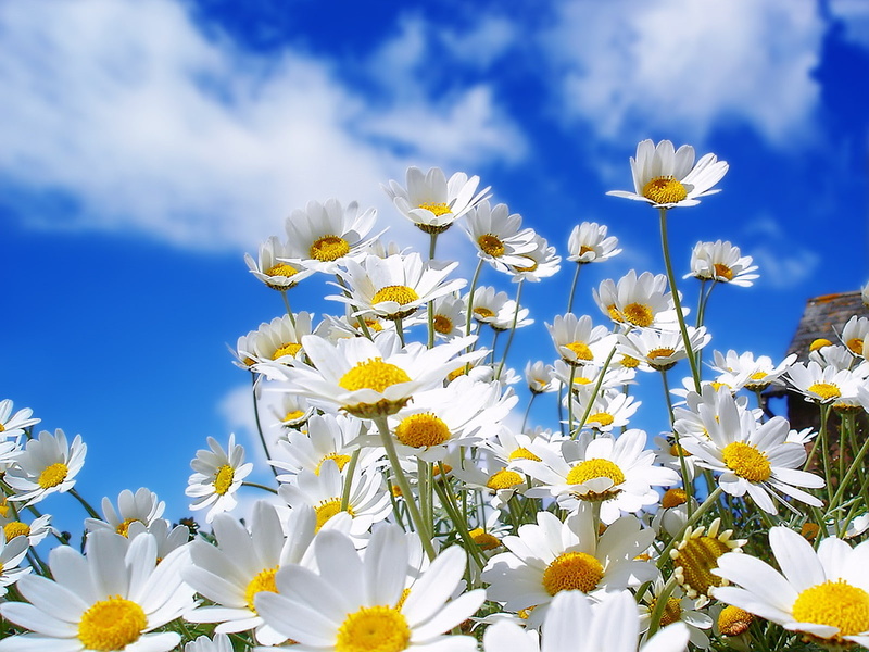 720P, matricaria, nature, flowers, sky, plants, daisies
