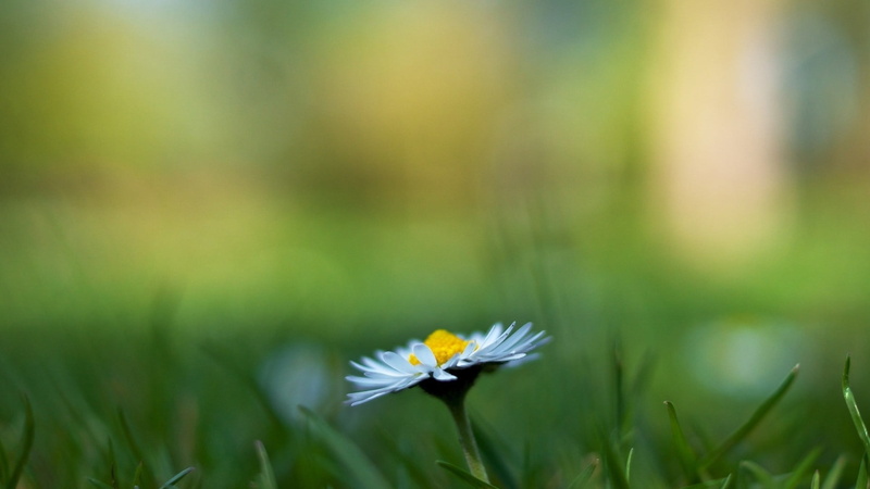 petals, nature, close-up, plant, inflorescence, petal, white flowers, 1080P, land, outdoors, fragility, matricaria, flower, flowers, no people, flower head
