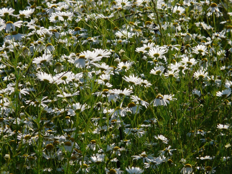 composites, 2K, beauty in nature, matricaria chamomilla, field, day, matricaria recutita, chamomile, petal, flowering plant, fragility, freshness, outdoors