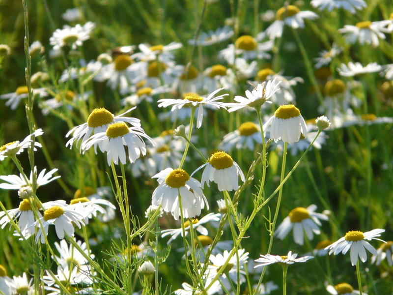 genuine chamomile, 2K, day, petal, plant stem, flower head, beauty in nature, field, flowering plant, inflorescence, springtime, flower, chamomilla, pollen