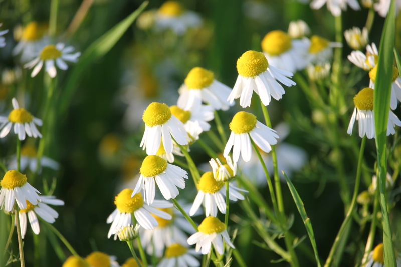 chamomiles, herb, summer, green Color, matricaria chamomilla, close-up, white, fragility, petal, inflorescence, growth, springtime, flower head, plant